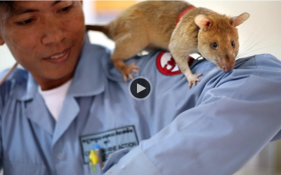 Future Tech: Rats Save Lives