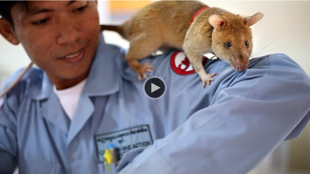 Future Tech: Rats Save Lives